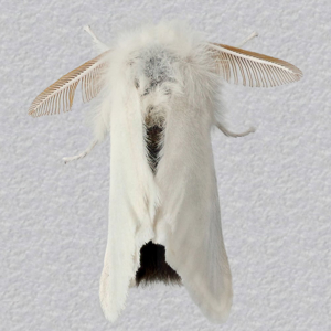 Image of Brown-tail - Euproctis chrysorrhoea