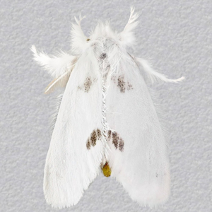 Image of Yellow-tail - Euproctis similis