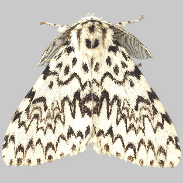 Picture of Black Arches - Lymantria monacha