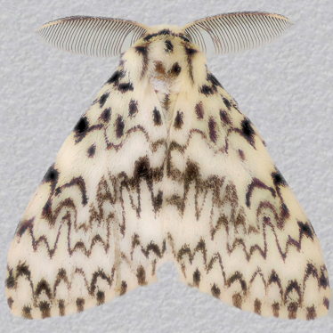 Top - 2