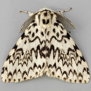 Image of Black Arches - Lymantria monacha