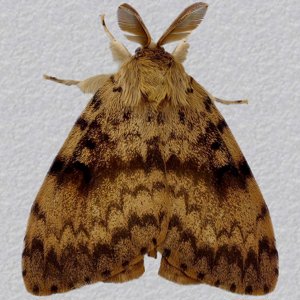 Image of Gypsy Moth - Lymantria dispar (Male)*