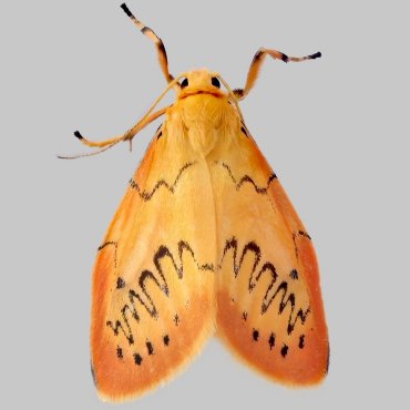 Picture of Rosy Footman - Miltochrista miniata