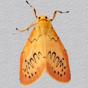 Image of Rosy Footman - Miltochrista miniata