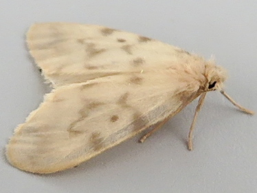 Left profile