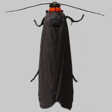 Picture of Red-necked Footman - Atolmis rubricollis