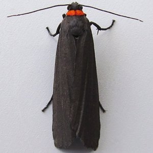 Image of Red-necked Footman - Atolmis rubricollis