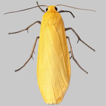 Picture of Orange Footman - Eilema sororcula