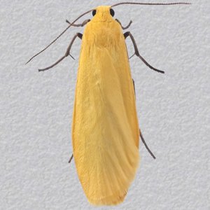 Image of Orange Footman - Eilema sororcula