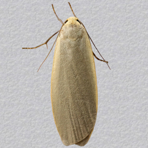 Image of Dingy Footman - Eilema griseola