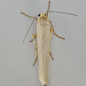 Image of Hoary Footman - Eilema caniola*