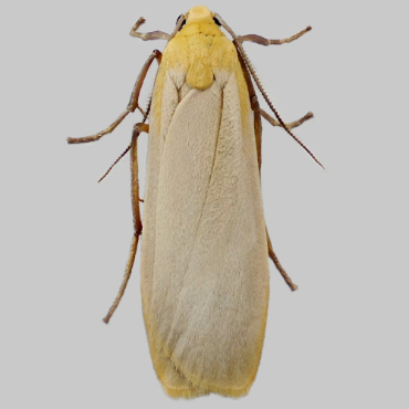 Picture of Buff Footman - Eilema depressa*