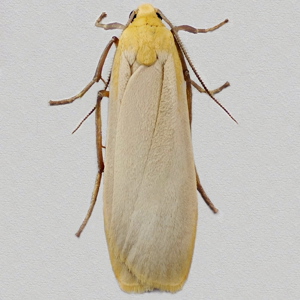 Image of Buff Footman - Eilema depressa*