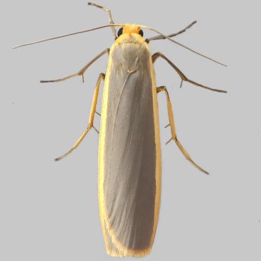 Picture of Common Footman - Eilema lurideola