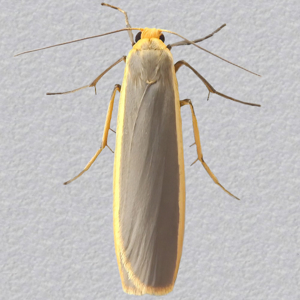 Image of Common Footman - Eilema lurideola