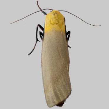 Picture of Four-spotted Footman - Lithosia quadra (Male)