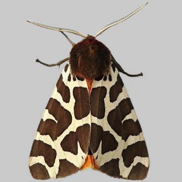 Picture of Garden Tiger - Arctia caja