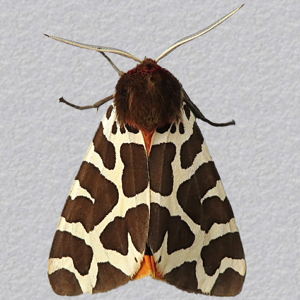 Image of Garden Tiger - Arctia caja