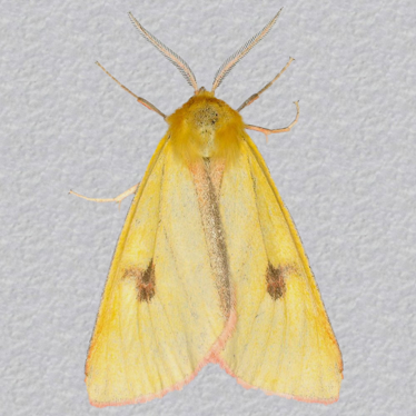 Top - 2