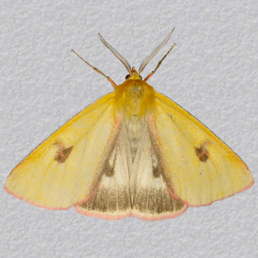 Top - 3
