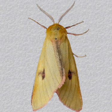 Top - 1