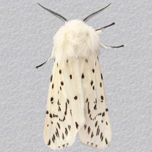 Image of White Ermine - Spilosoma lubricipeda