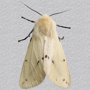 Image of Buff Ermine - Spilosoma luteum (Female)