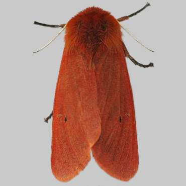 Picture of Ruby Tiger - Phragmatobia fuliginosa