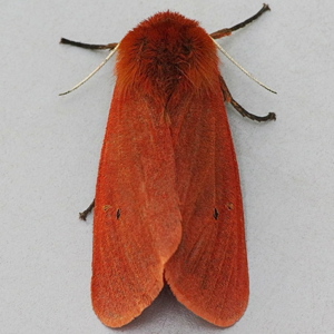 Image of Ruby Tiger - Phragmatobia fuliginosa