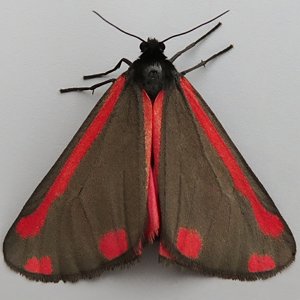 Image of Cinnabar - Tyria jacobaeae