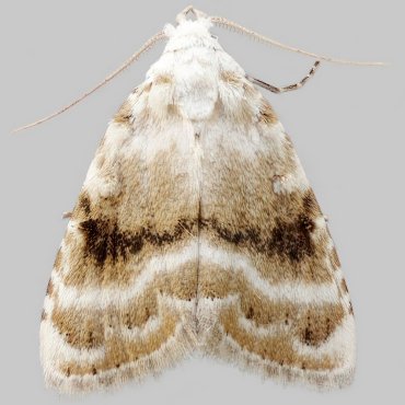 Picture of Kent Black Arches - Meganola albula