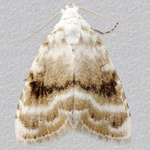 Image of Kent Black Arches - Meganola albula