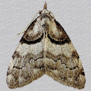Image of Short-cloaked Moth - Nola cucullatella