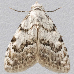 Image of Least Black Arches - Nola Confusalis