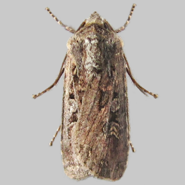 Picture of White-line Dart - Euxoa tritici*