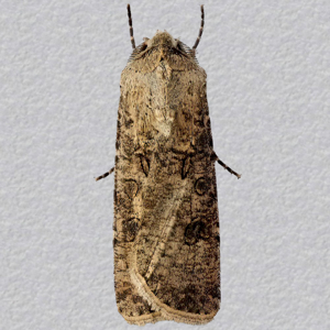 Image of Turnip Moth - Agrotis segetum