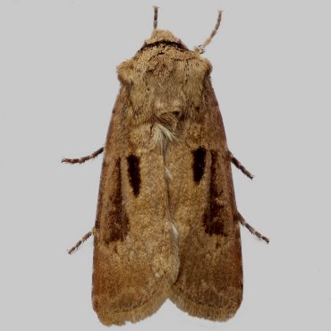 Picture of Heart and Dart - Agrotis exclamationis ab. conjuncta