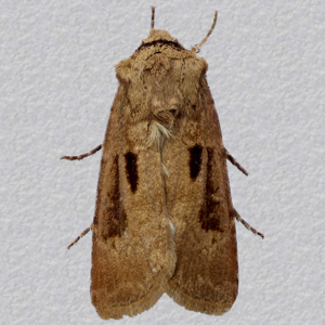 Image of Heart and Dart - Agrotis exclamationis ab. conjuncta