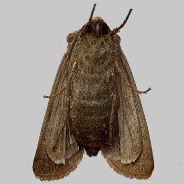 Alternate view