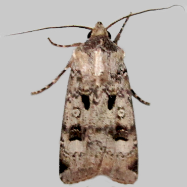 Picture of Crescent Dart - Agrotis Trux*