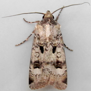 Image of Crescent Dart - Agrotis Trux*