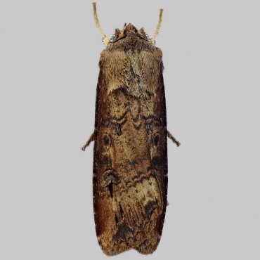 Picture of Dark Sword-grass - Agrotis ipsilon