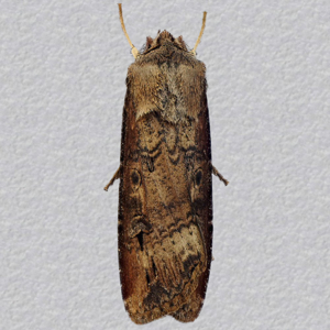 Image of Dark Sword-grass - Agrotis ipsilon