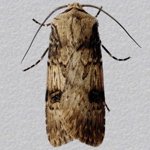 Image of Shuttle-shaped Dart - Agrotis puta