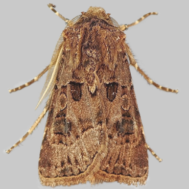 Picture of Great Dart - Agrotis bigramma