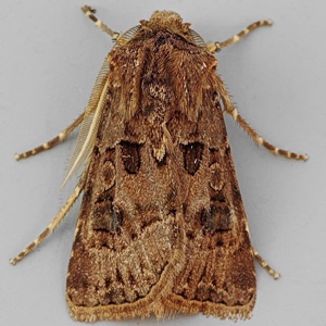 Image of Great Dart - Agrotis bigramma