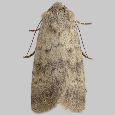 Picture of Northern Rustic - Standfussiana lucernea