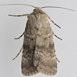 Image of Northern Rustic - Standfussiana lucernea