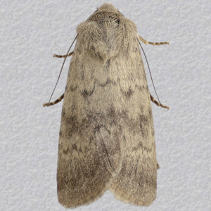 Image of Northern Rustic - Standfussiana lucernea