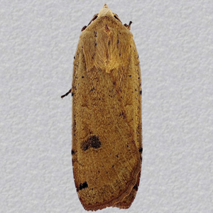 Image of Large Yellow Underwing - Noctua pronuba